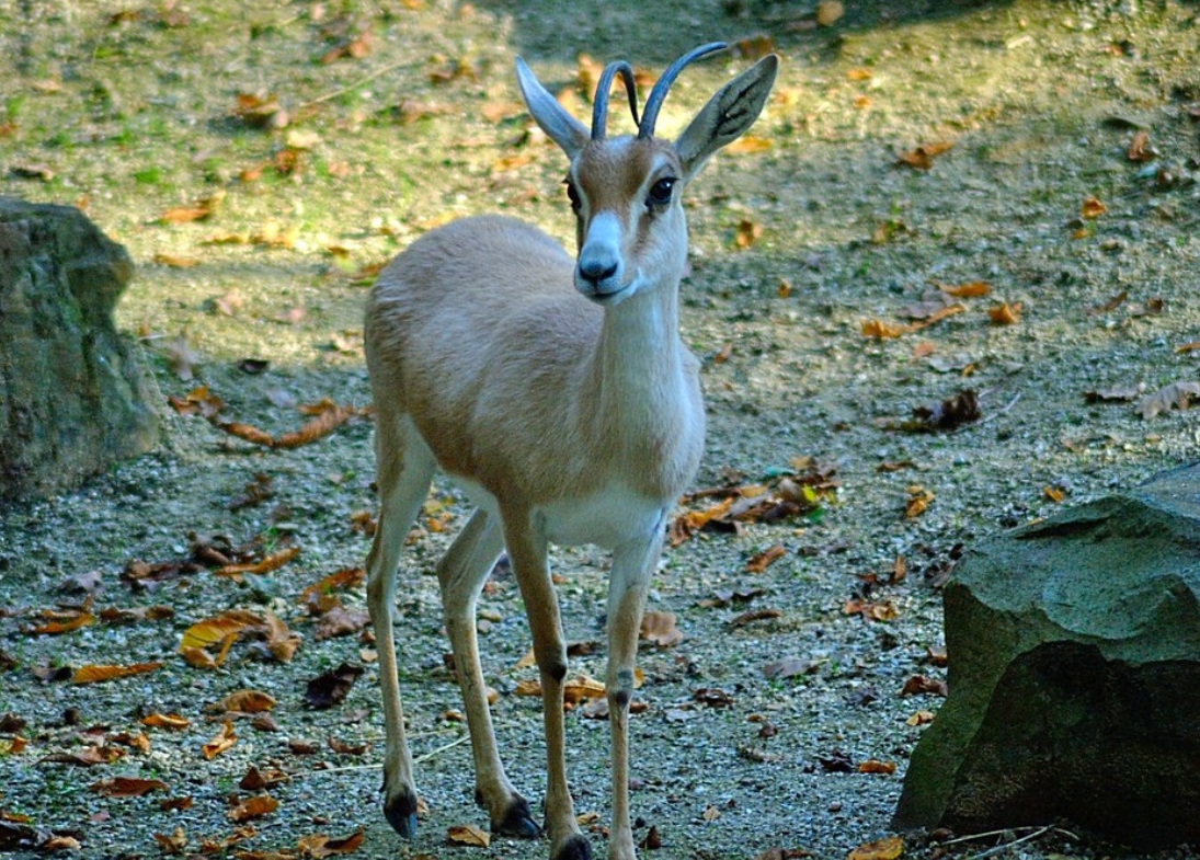  p>细角瞪羚(学名: i>gazella leptoceros /i>):是偶蹄目,牛科,瞪羚属