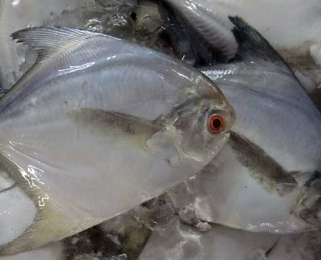  p>灰鲳( i>pampus cinereus /i>)是 a target="_blank" href="/item