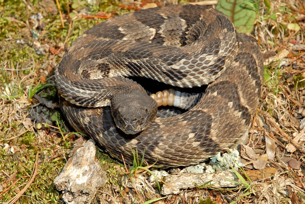  p data-id="gnfixem3fy">森林响尾蛇(学名: i>crotalus horridus /i>