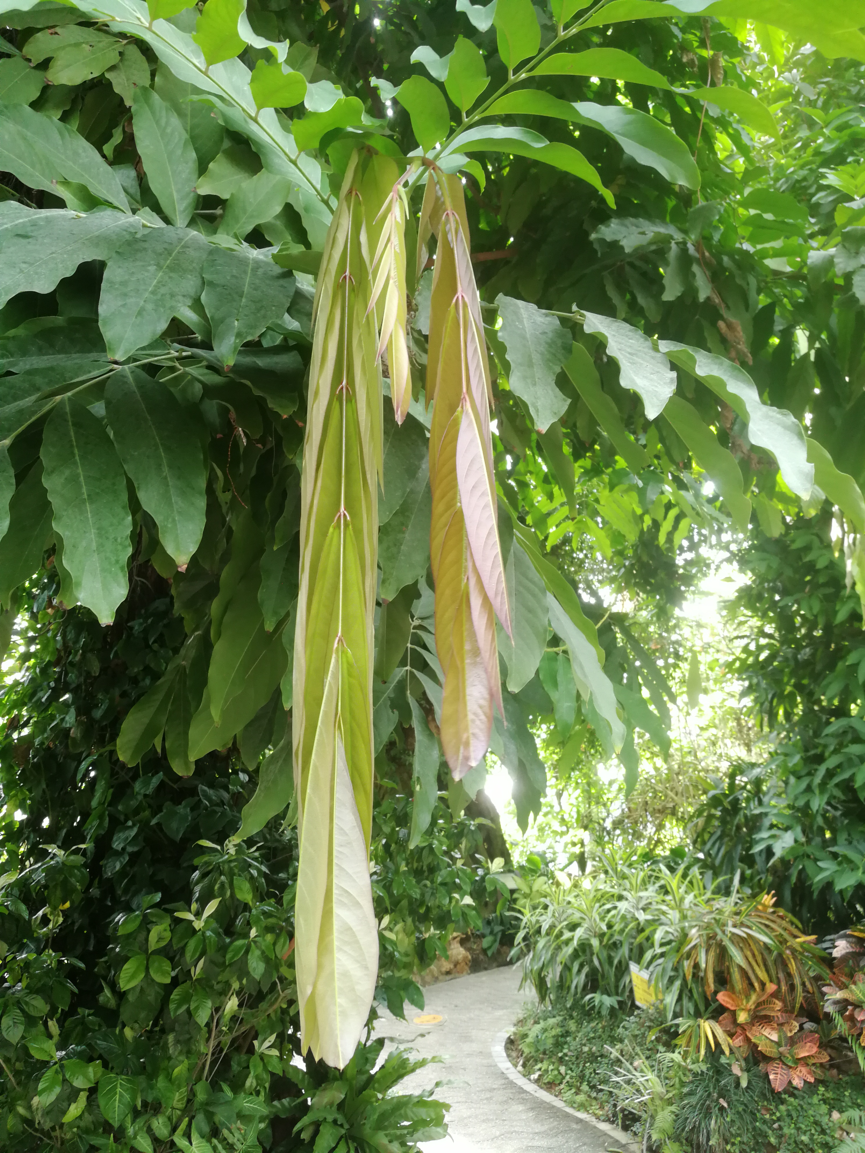  p data-id="thfakkbhmjpa">中国无忧花, 豆科无忧花属植物.