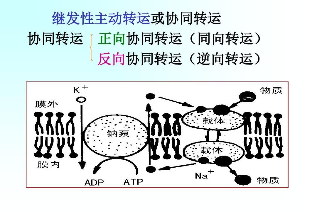  p>钠氯同向转运体,亦称为 b> a href="#" data-lemmaid="16587114">