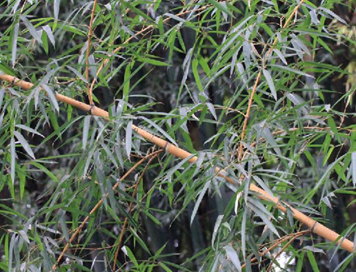 花哺鸡竹无性系7号