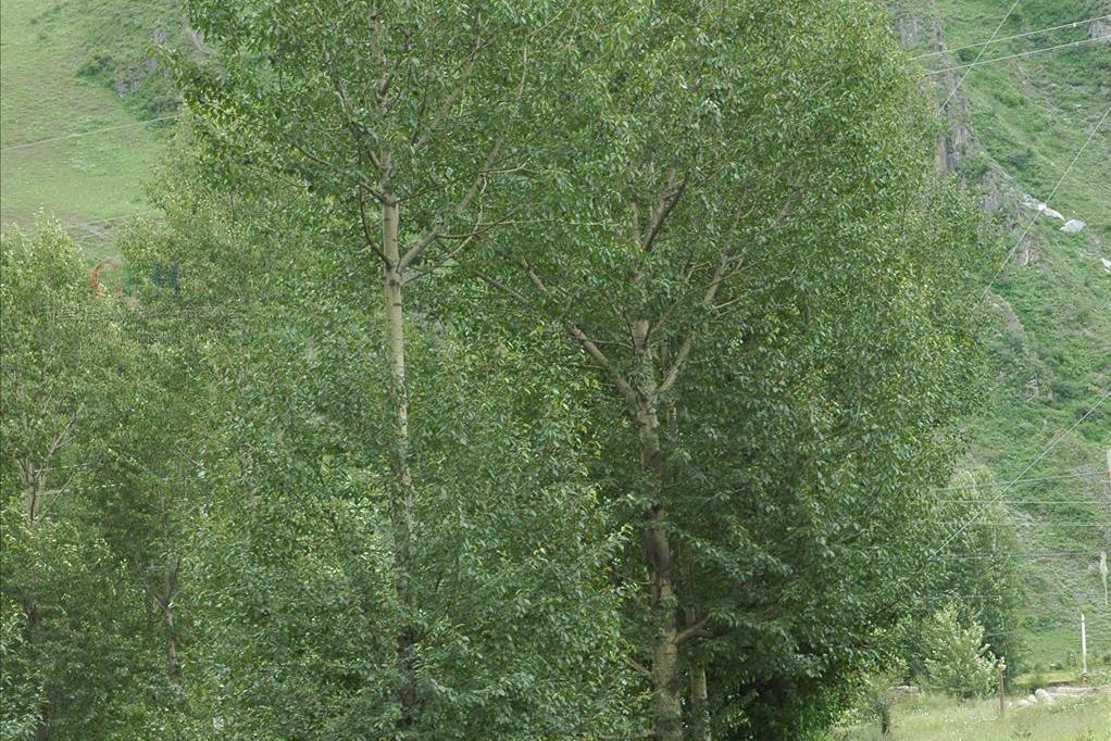 美洲黑杨无性系nl-45-1