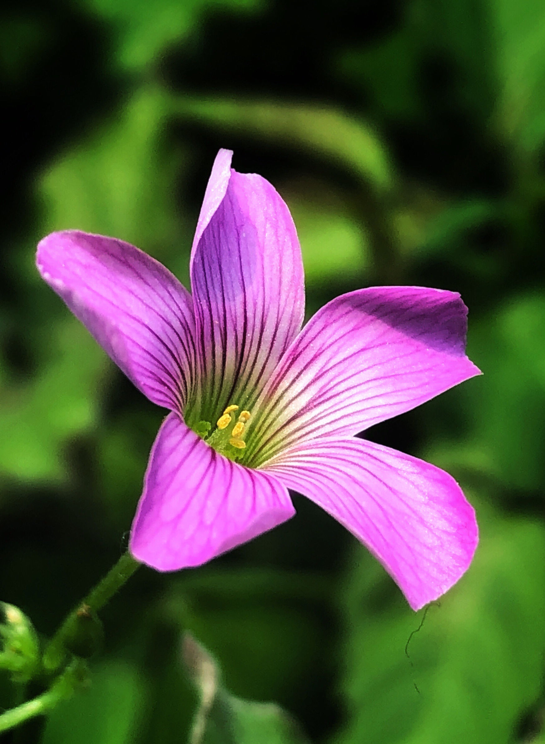  p data-id="ta9bjkui8z1d">酢浆草( i>oxalis corniculata /i> l.