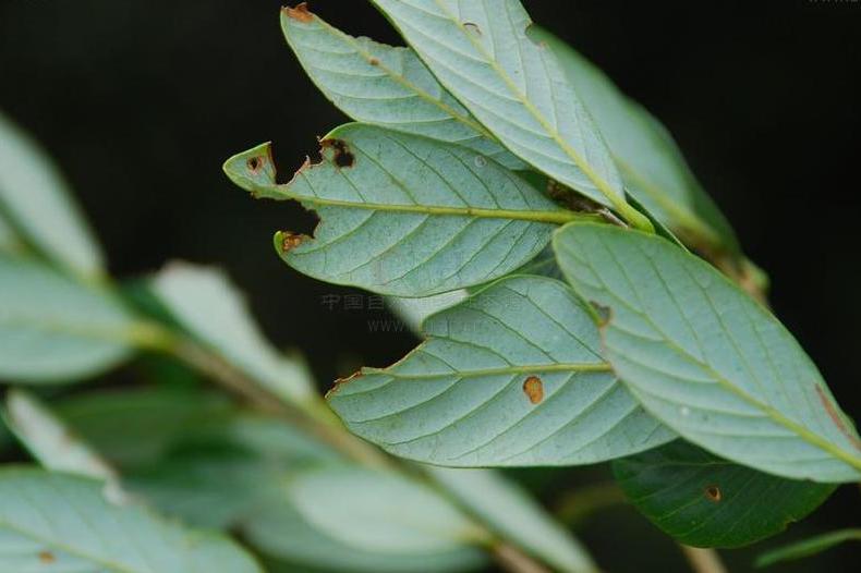  p>倒卵叶青冈(学名: i>cyclobalanopsis obovatifolia /i> (huang) q