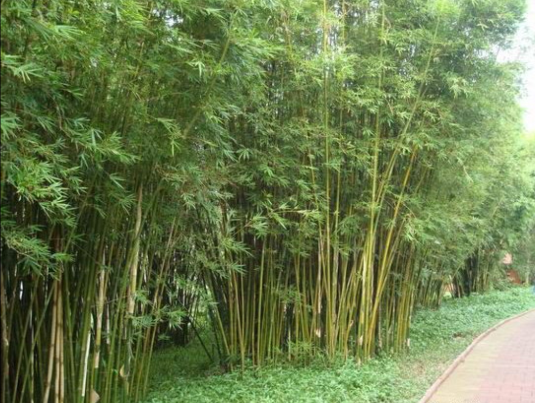  p>孝顺竹(学名: i>bambusa multiplex  /i> (lour.) raeusch.