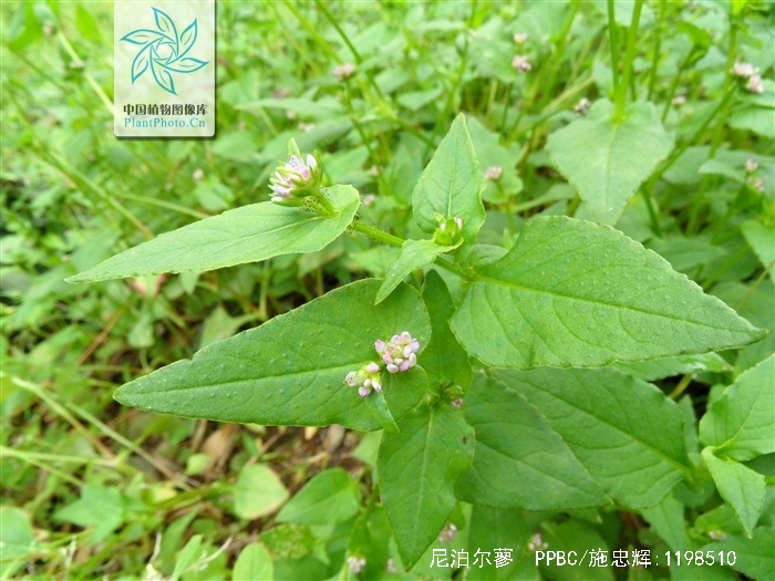  p>尼泊尔蓼,一年生草本.