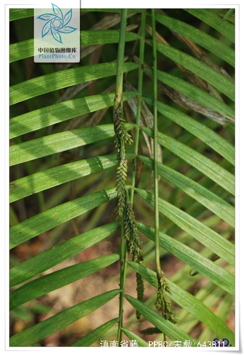 6-2厘米,裸茎粗0.8-1厘米.叶羽状全裂,长约1-1.