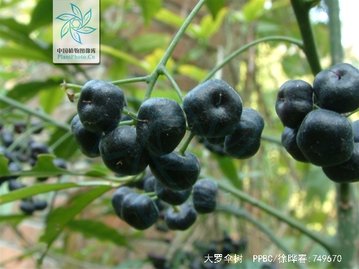  p>大罗伞树,ardisia hanceana mez,生长在海拔430-1500米的山谷,山坡