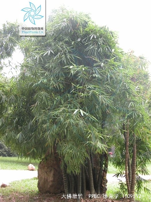  p>大佛肚竹(学名: i>bambusa vulgaris /i> schrader ex wendland  i