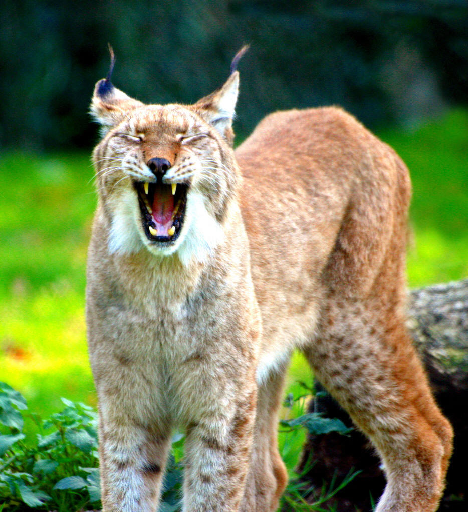  p>狞猫(拉丁学名: i>caracal caracal /i>),体型中等,毛发有许多种