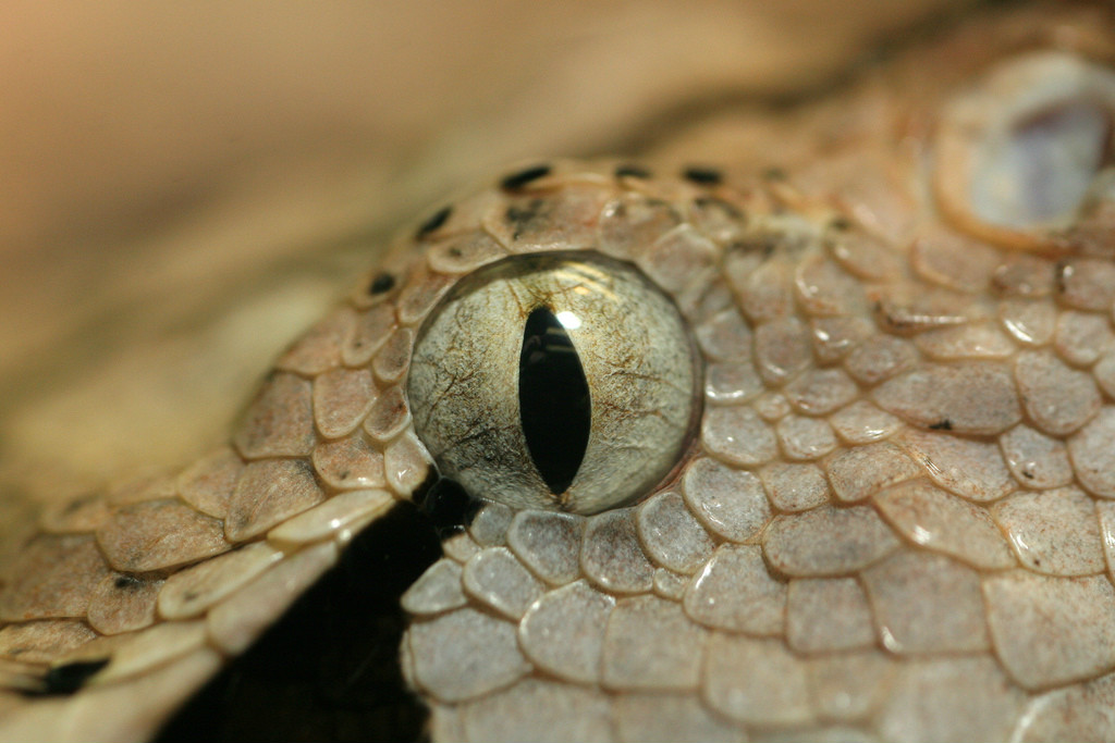 go16et2a1h">犀角咝蝰(bitis rhinoceros)是生活在西非的一种剧毒蝰蛇