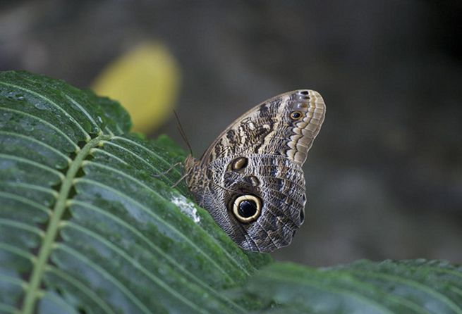  p>海伦闪蝶morpho helenor (e.