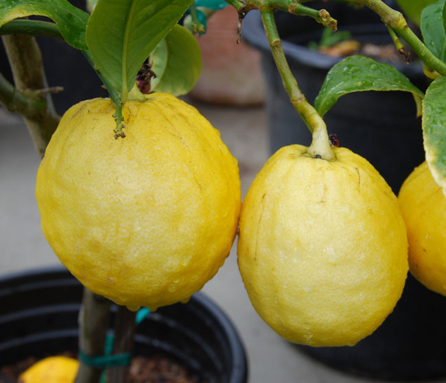  p>香橼(学名: i>citrus medica  /i> l.