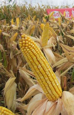 data-lemmaid="3637882">黑龙江省农业科学院 /a>玉米研究中心选育而