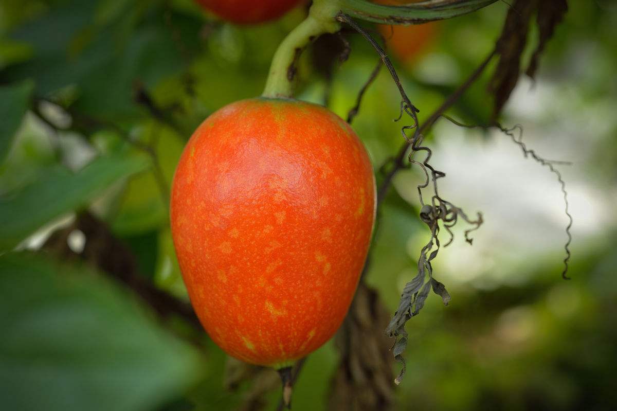 data-lemmaid="6578549">长清区 /a>特产,全国农产品地理标志