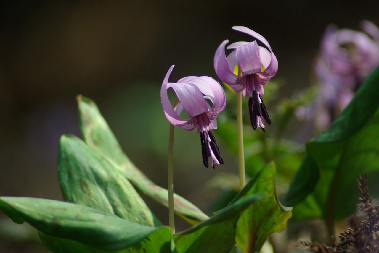 山慈姑 全网资源