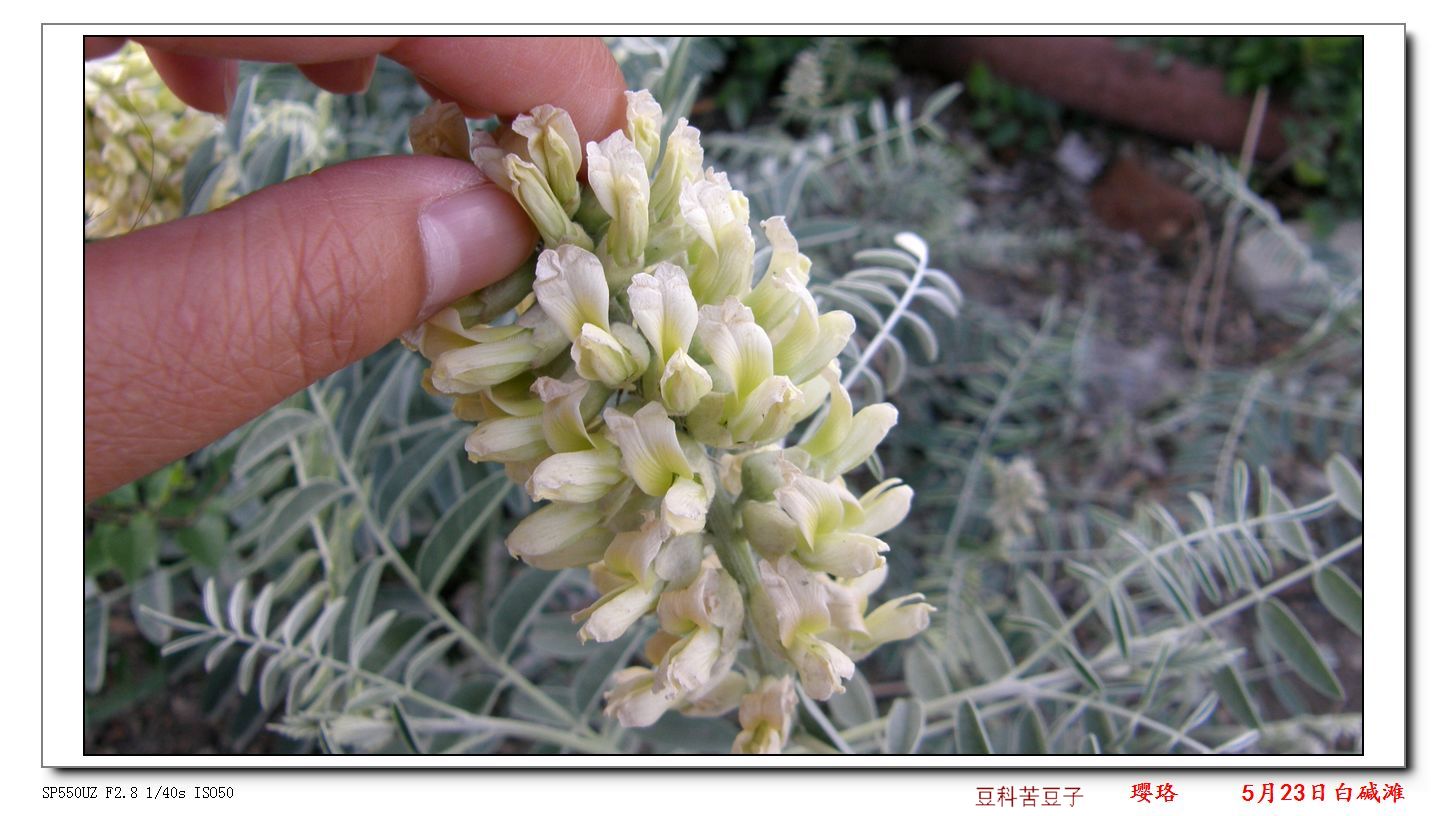  p>宽苞棘豆,是 a target="_blank" href="/item/棘豆属/8409480"