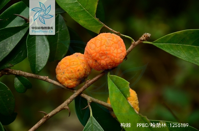  p>构棘(学名: i>maclura cochinchinensis  /i>(loureiro) corner)是