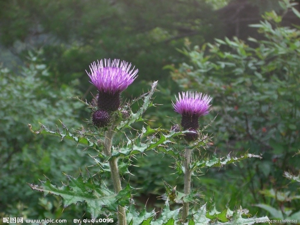  p>刺儿菜(学名: i>cirsium arvense var.