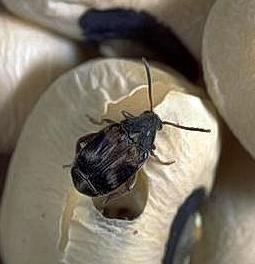 ">鞘翅目 /a>,  a target="_blank" href="/item/豆象科/3364549"