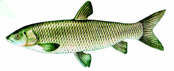 ="/item/鲤科/1909593" data-lemmaid="1909593">鲤科 /a>,草鱼属鱼类