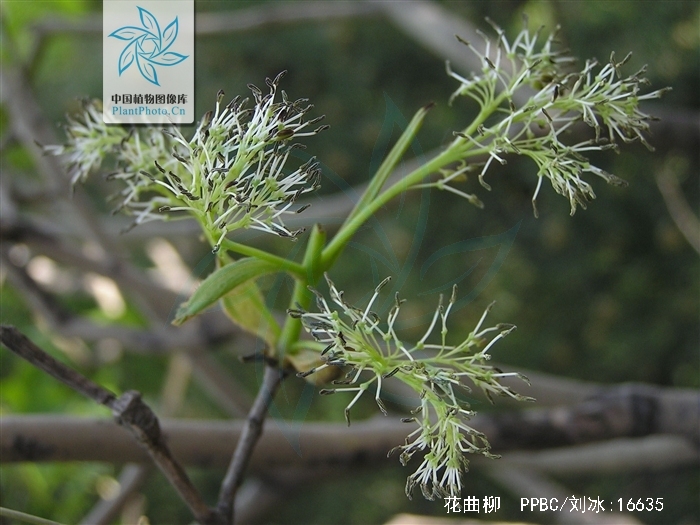 花曲柳