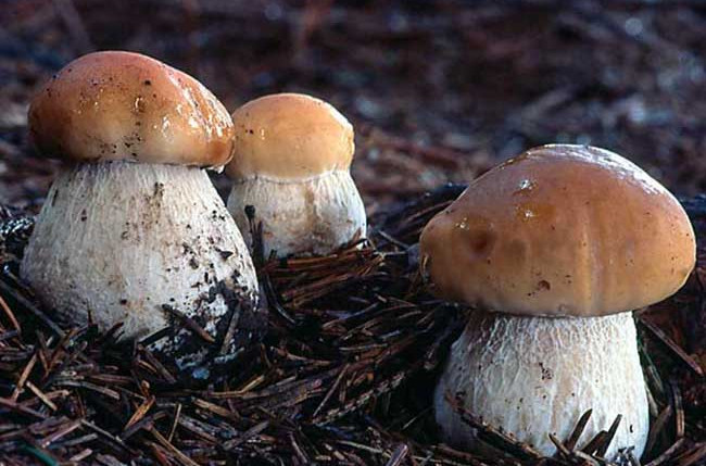  p>美味牛肝菌又称 a href="#" data-lemmaid="5596860">大脚菇 /a>