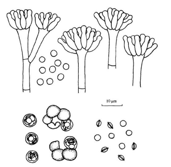  p data-id="gnfk3z9idp">安纳托利亚正青霉,本种的菌落生长局限; a