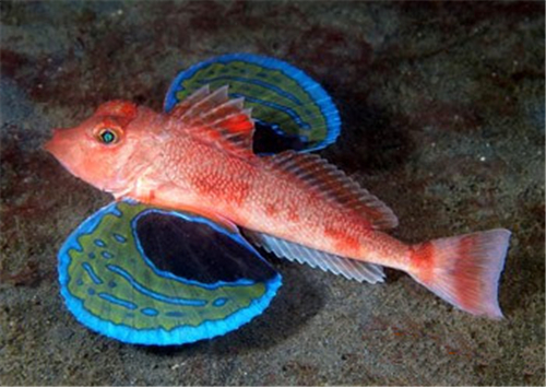  p>绿鳍鱼(学名: i>chelidonichthys kumu /i>),俗称  a href="#"