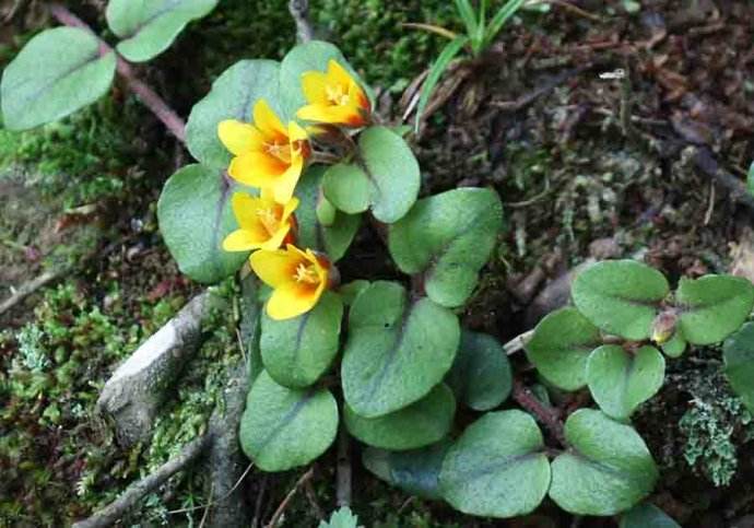  p> b>南平过路黄 /b>(学名: i>lysimachia nanpingensis /i>)为 a