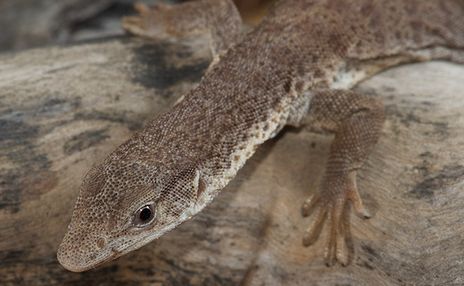  p>布氏侏儒巨蜥体长145毫米,总长度为350毫米.