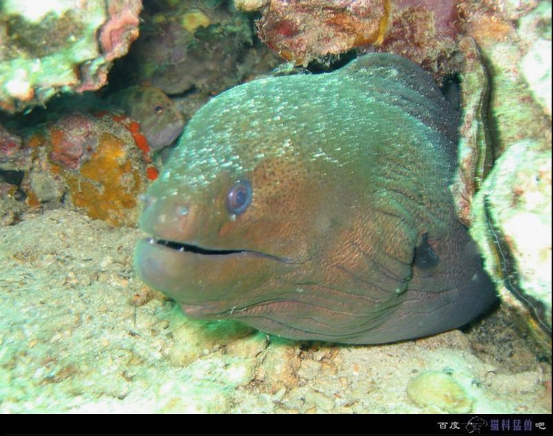 bleeker, 1863),为 a target="_blank" href="/item/海鳝科/10991306"