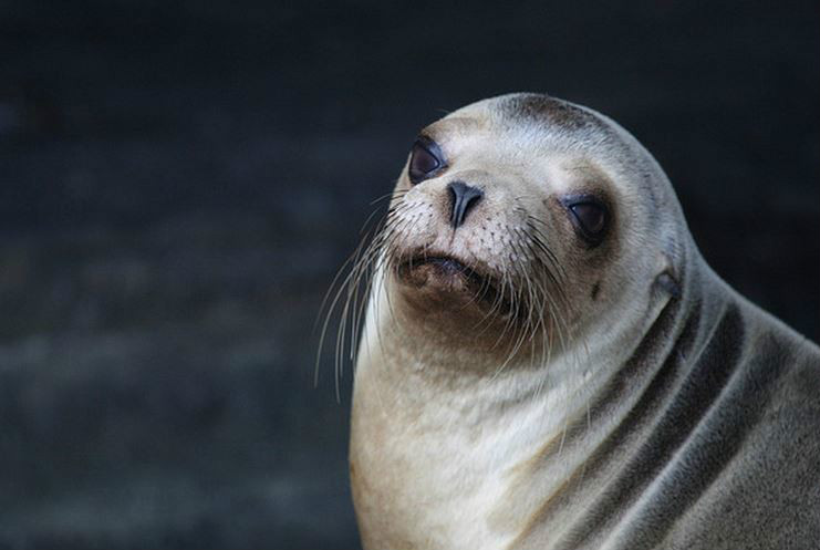 加拉帕戈斯海狮