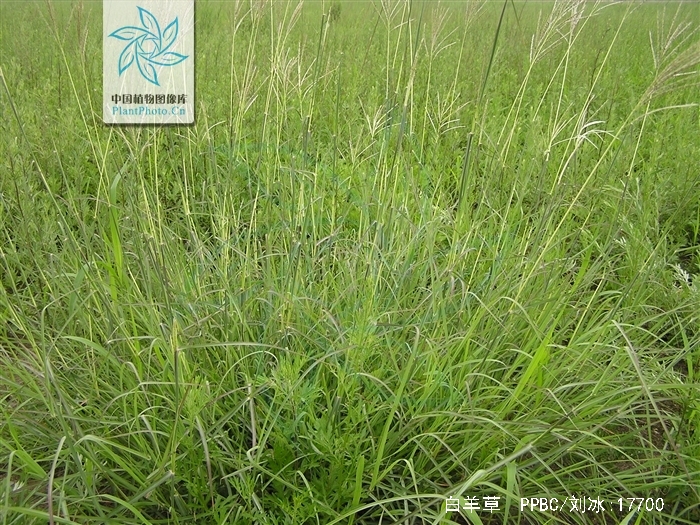 bothriochloa ischaemum (l.) keng