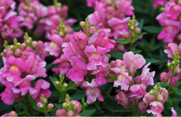 花败如骷髅又如何 诡异的金鱼草还有这些用途 百科ta说