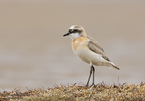 charadrius mongolus atrifrons
