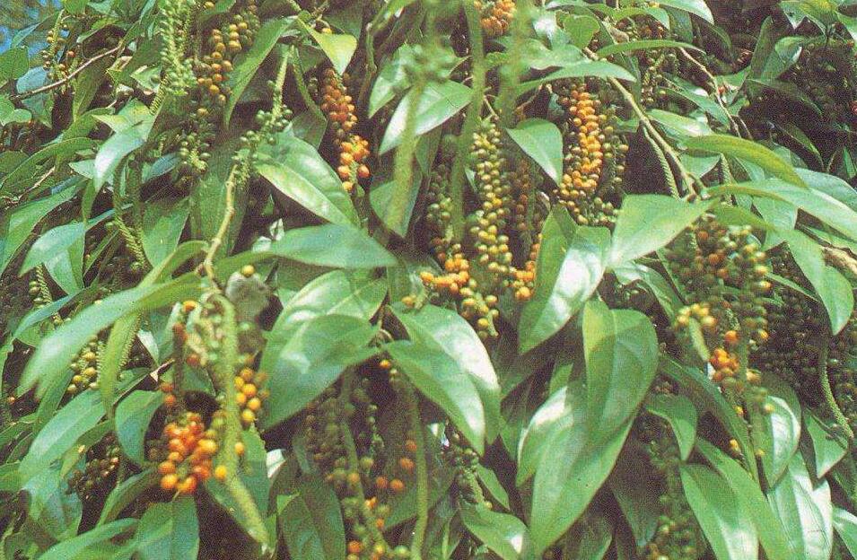  p>屏边胡椒(学名: b>piper /b>  b>pingbienense /b> tseng)是胡椒科
