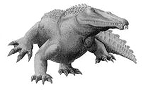 它们住在水中,主要以鱼和小形爬行类维持生活.一些植龙可以长到很大.