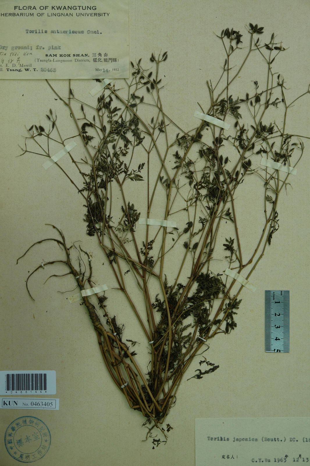  p>小窃衣(学名:torilis japonica)为伞形科窃衣属的植物.