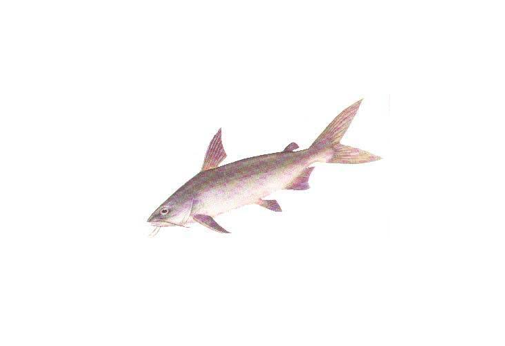 ="1579868">鲶鱼 /a>, a target="_blank" href="/item/海鲇/2211782"