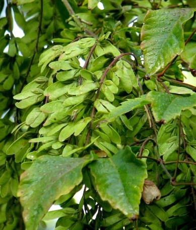  p>建始槭(学名: i>acer henryi /i>  pax)是槭树科,槭属落叶乔木.
