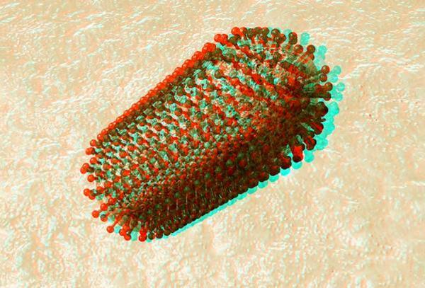 "_blank" href="/item/弹状病毒">弹状病毒 /a>科(rhabdoviridae)狂犬