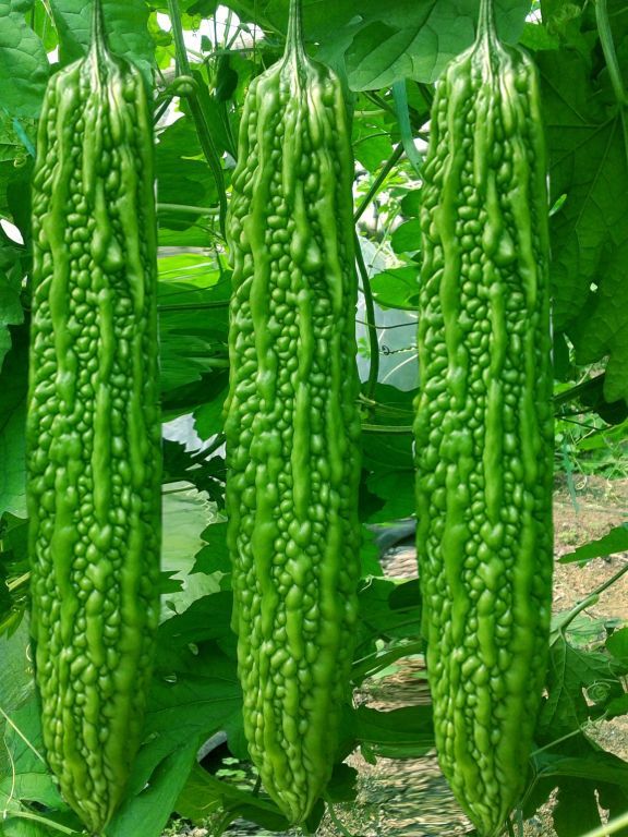  p>奇胜16号是苦瓜的一种品种. /p>