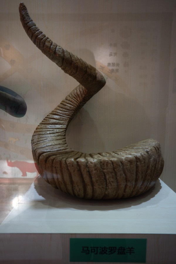 盘羊角