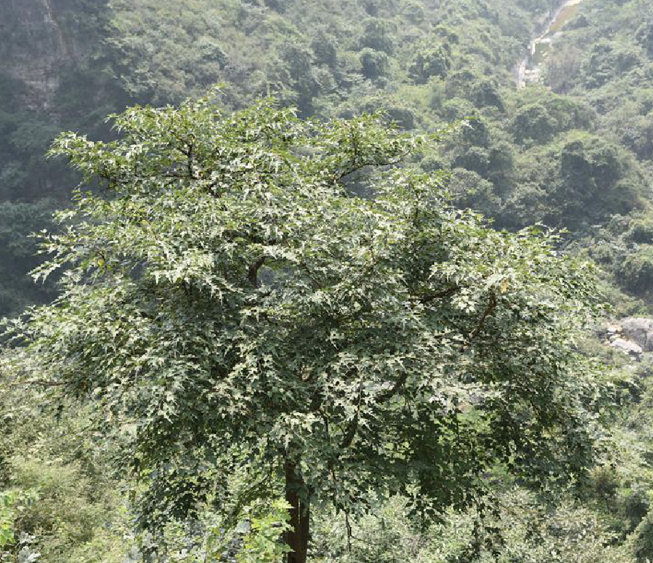  p>鸡桑(学名: i>morus australis /i> poir.