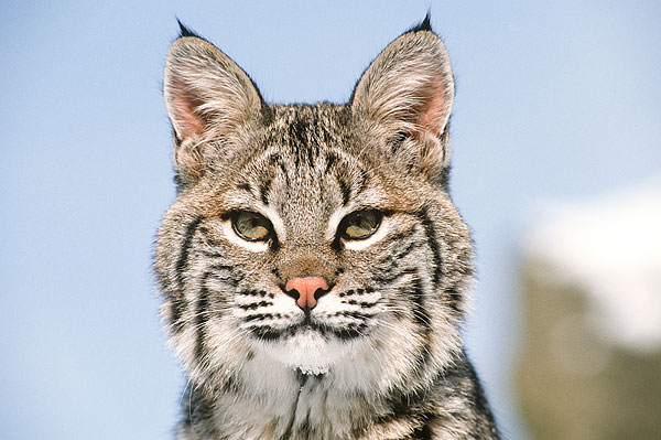  p>短尾猫(学名: b> i>lynx rufus /i> /b>)是分布在 a href="#" data