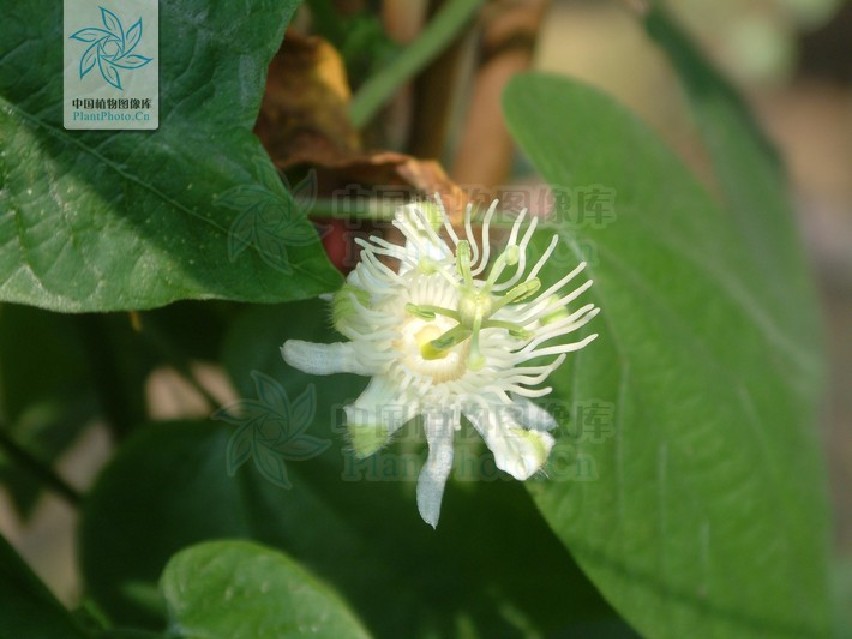 别名:燕尾草,羊蹄暗消,蝴蝶暗消,马蹄暗消,飞蛾草,半边风,羊蹄草