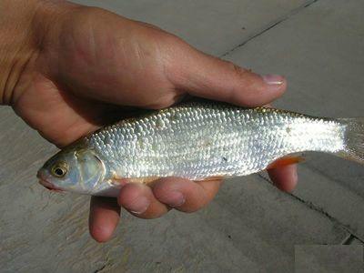  p>瓦氏雅罗鱼(学名: i>leuciscus waleckii /i>) a target="_blank"