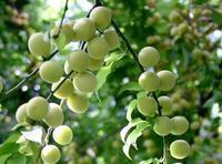 青梅